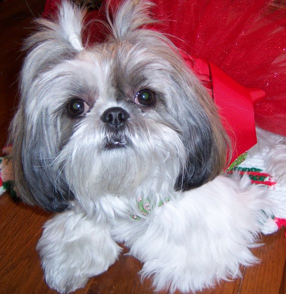Dog of The Day for 1-18-2012 — Abby