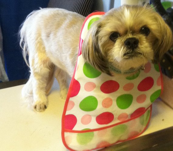 Dog of the Day for 1/28/2012 — Paddington Bear, age 12