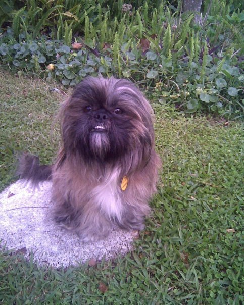 Dog of The Day for 1/30/2012 – Dylan