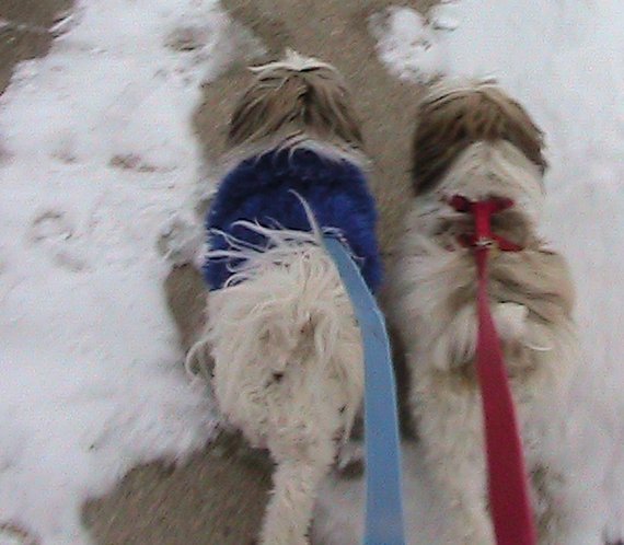 Hundreds of dogs and cats die from rock salt