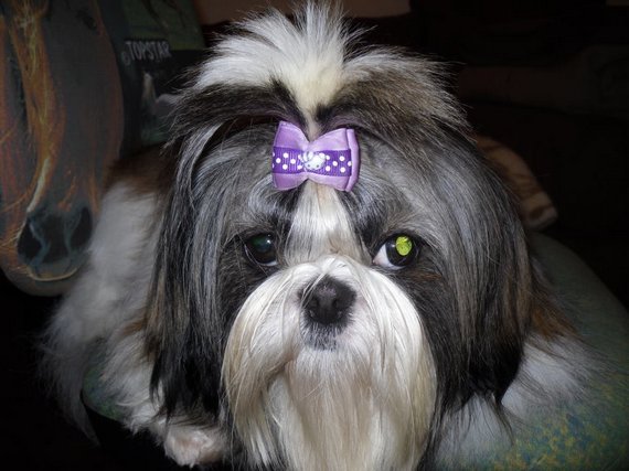 Dog of The Day for 3/10/2012 — Sally, 2 years old – Shih Tzu