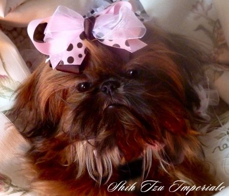 Dog of the Day for 3/11/2012 — Tiffany 9 months