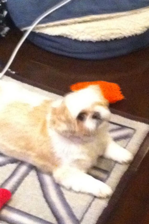 Dog of the Day for 3/16/2012 — “Charlie is my one eyed Shih Tzu princess”