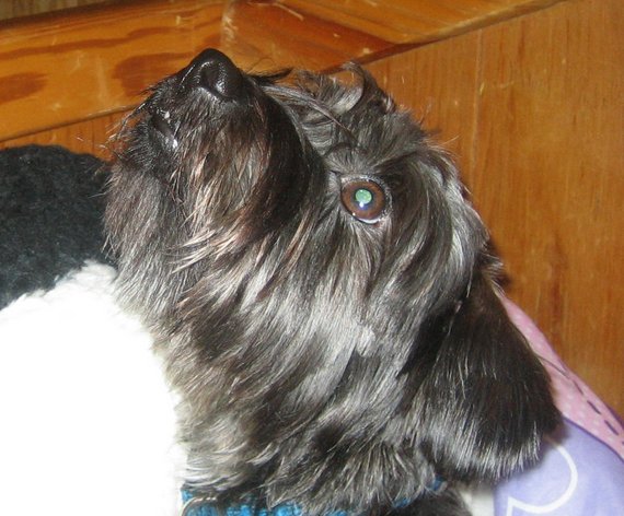 Dog of The Day for 3/27/2012 — Gir 1 year