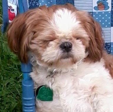 Dog of The Day for 4/10/2012 — Roxy 2 years old — Shih Tzu