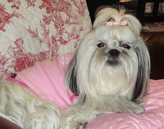 Dog of The Day for 4/13/2012 — Laila 5 yrs old – Shih Tzu