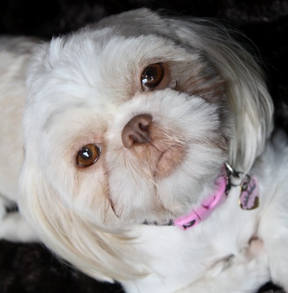 Dog of The Day for 4/15/2012 — Rosalie, 3 Yrs old Shih Tzu