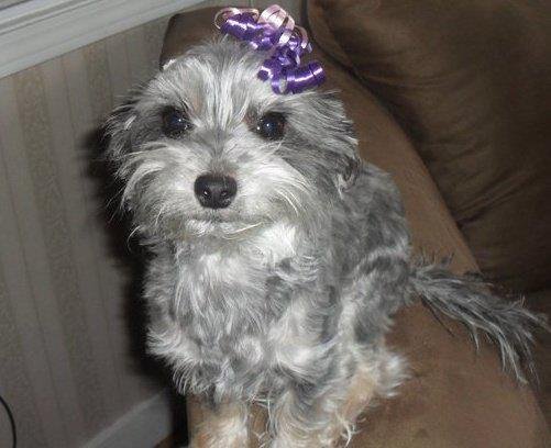 Dog of The Day for 4/16/2012 — Roxy age 4 — Yorkie Terrie