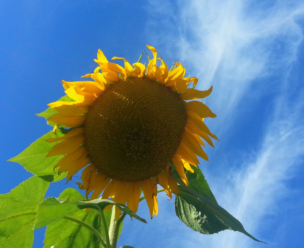 A large sunflower photographed from below, golden petals against a bright blue sky with wispy clouds