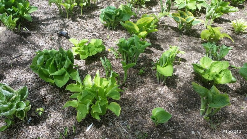 Young hostas and perennials emerging in the garden bed on May 15th