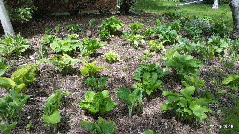 Garden bed with hostas and ground cover greening up for spring