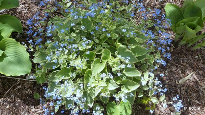 Mix of hostas and emerging perennials in the spring yard