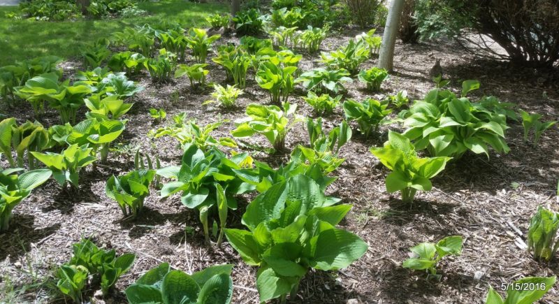 Variegated hosta with gold-and-green leaves in the spring garden