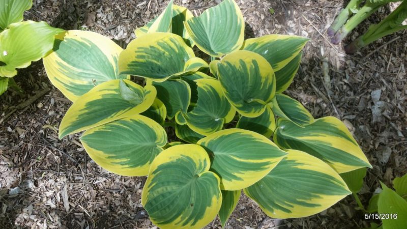 Hosta shade bed filling in with fresh spring growth in mid-May