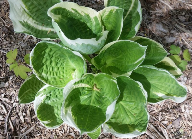 Close-up of fresh hosta foliage in mid-May