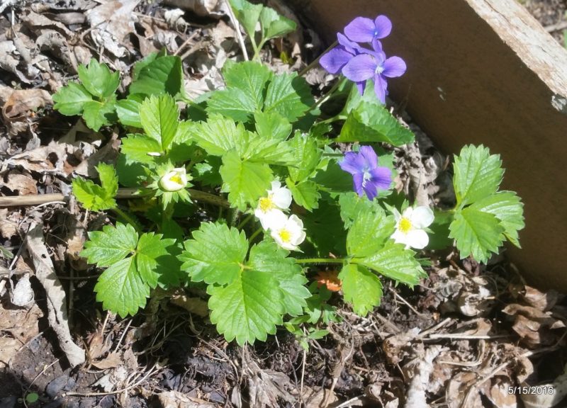 Lush early-season foliage in the shade garden