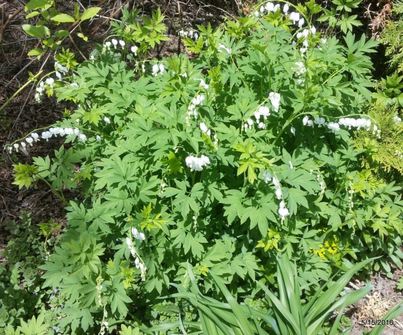 Detail of spring growth in the yard on May 15th