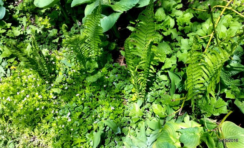 Ostrich ferns and ground cover unfurling in the shade garden