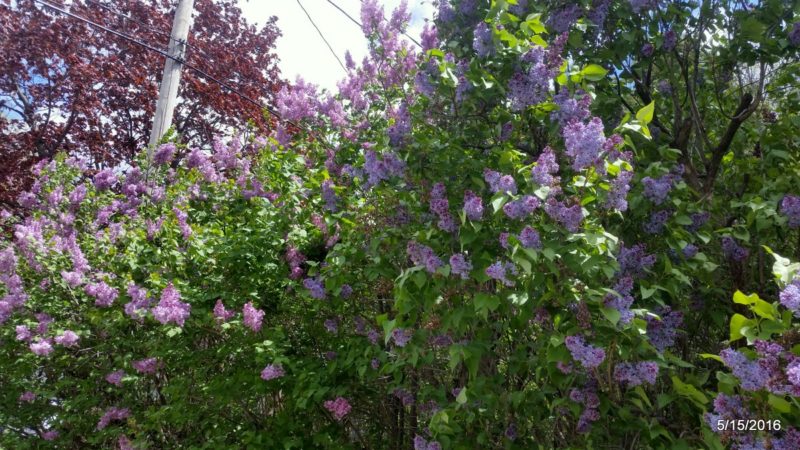 Spring yard greenery in mid-May
