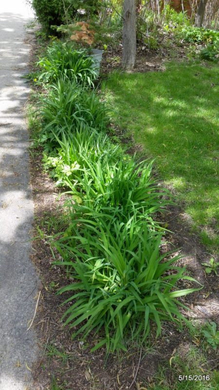 Tall green plants emerging in the yard in mid-May
