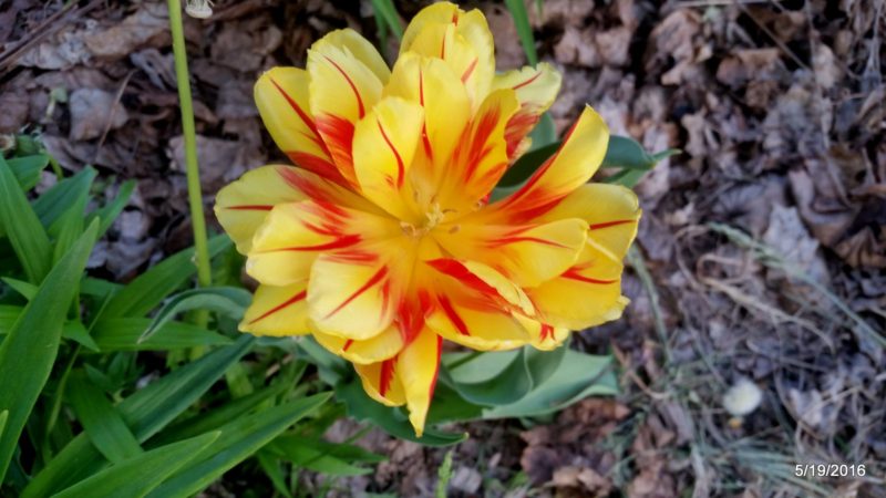 Bright yellow tulip with bold red flame streaks on its petals blooming in a Neenah garden bed