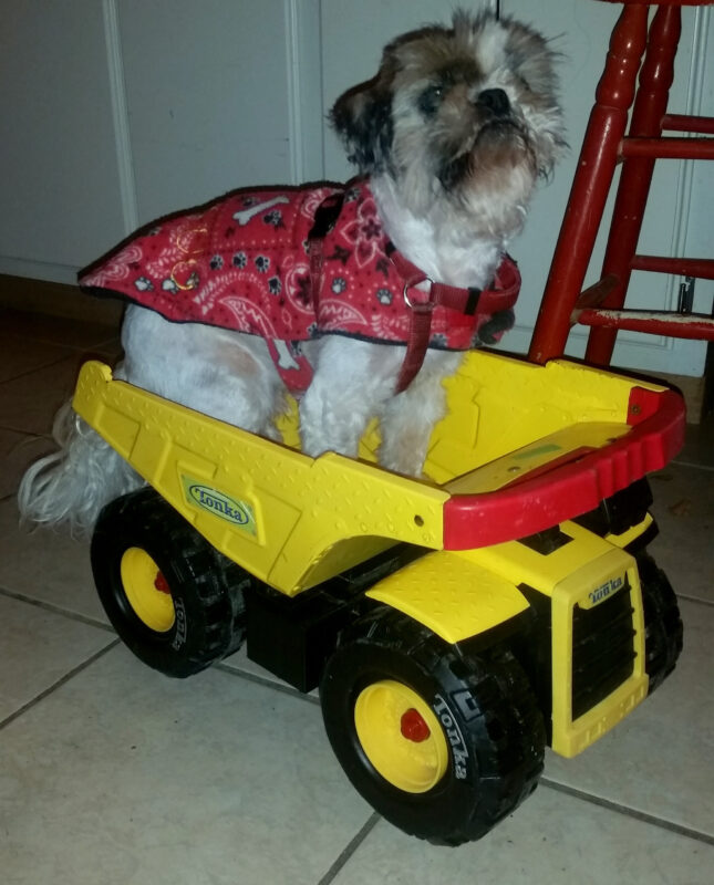 Twelve-year-old Vasco the Shih Tzu wearing a red bandana fleece coat, sitting in a yellow plastic Tonka dump truck