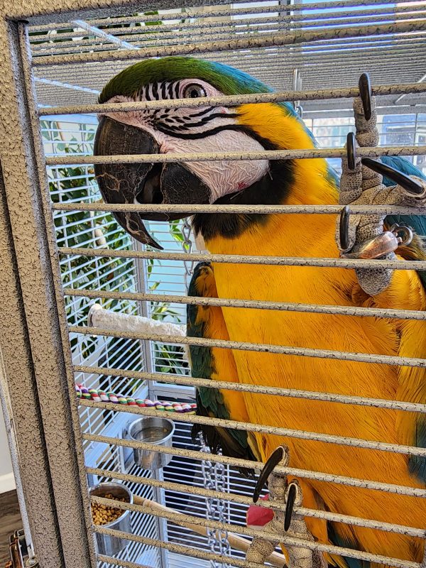 Close-up of a blue-and-gold macaw’s green-and-blue face and large black beak against its cage bars at MToxins Venom Lab