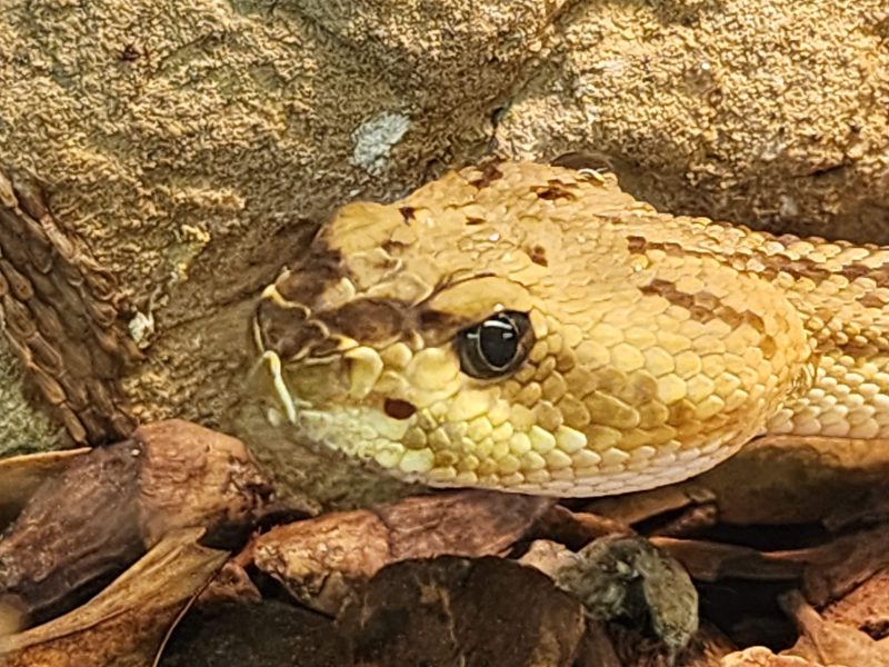 Close-up of a tan-and-gold rattlesnake resting its head against a rock inside its enclosure at MToxins Venom Lab