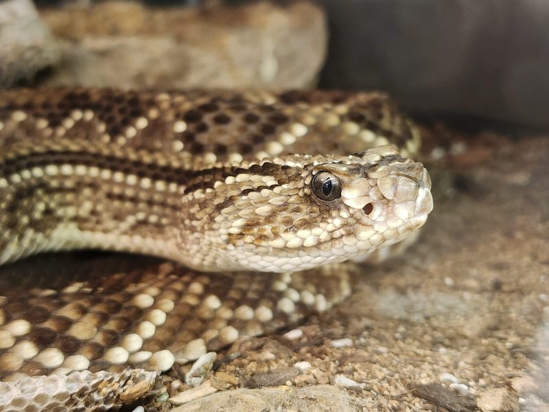 Close-up of a patterned rattlesnake’s head with a vertical pupil, coiled on sandy ground at MToxins Venom Lab