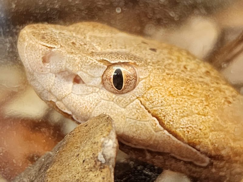 Extreme close-up of a copperhead snake’s head and golden eye behind glass at MToxins Venom Lab in Oshkosh, Wisconsin