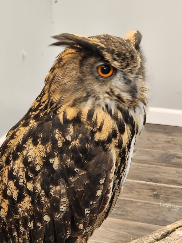 Profile view of a Eurasian eagle-owl showing one bright orange eye and tall ear tufts at MToxins Venom Lab