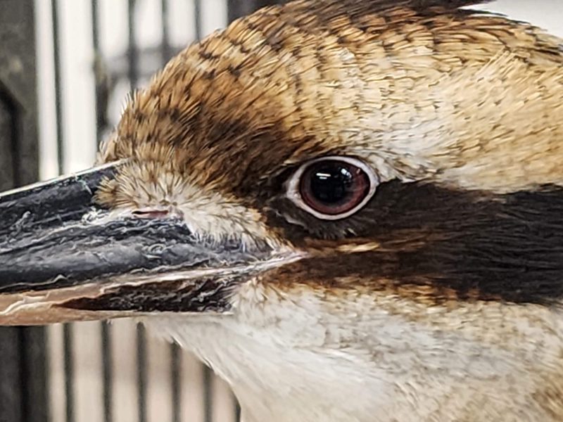 Extreme close-up of a laughing kookaburra's head and large beak at MToxins Venom Lab