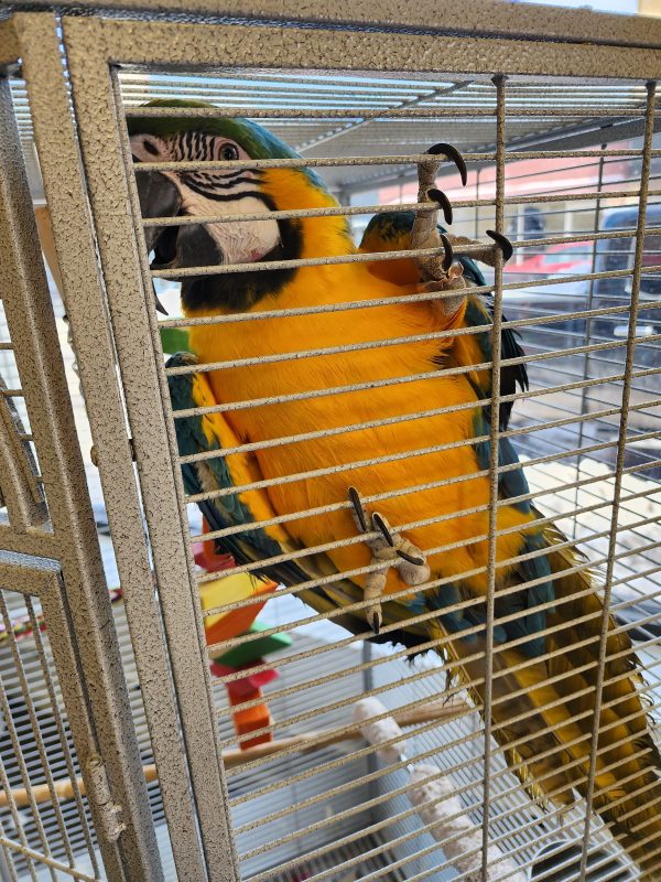 Blue-and-gold macaw climbing the bars of its cage at MToxins Venom Lab in Oshkosh, Wisconsin