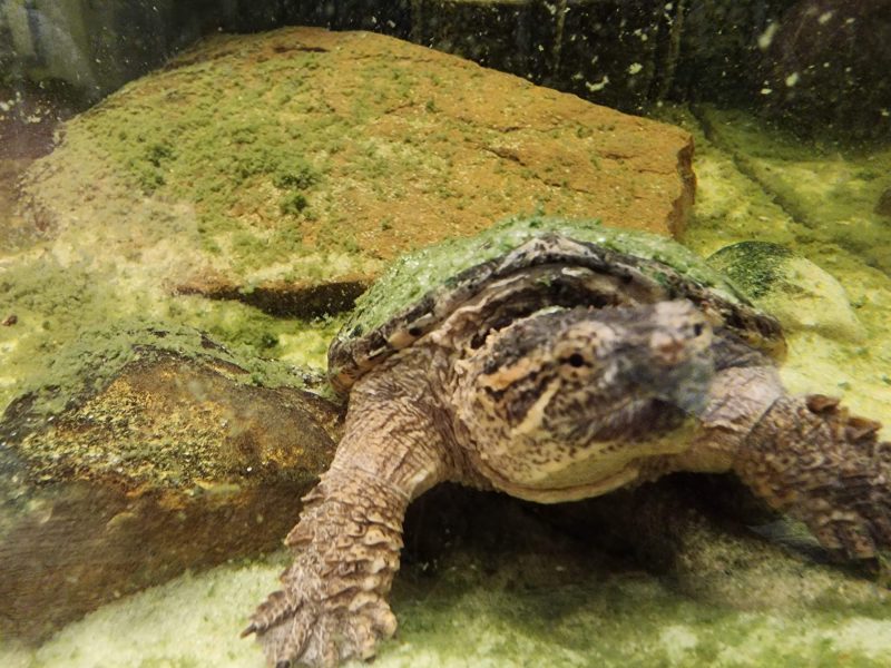 Common snapping turtle resting among algae-covered rocks in an aquarium at MToxins Venom Lab