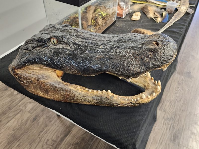 Preserved American alligator head specimen showing teeth and jaws on a display table at MToxins Venom Lab