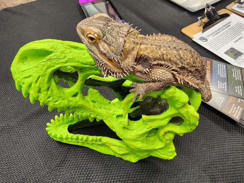 Bearded dragon perched on a bright green Tyrannosaurus rex skull ornament on a display table at MToxins Venom Lab