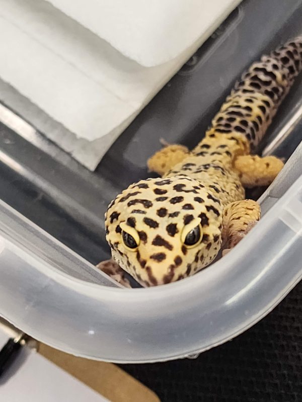 Leopard gecko with yellow and black spotted skin looking up from its enclosure at MToxins Venom Lab
