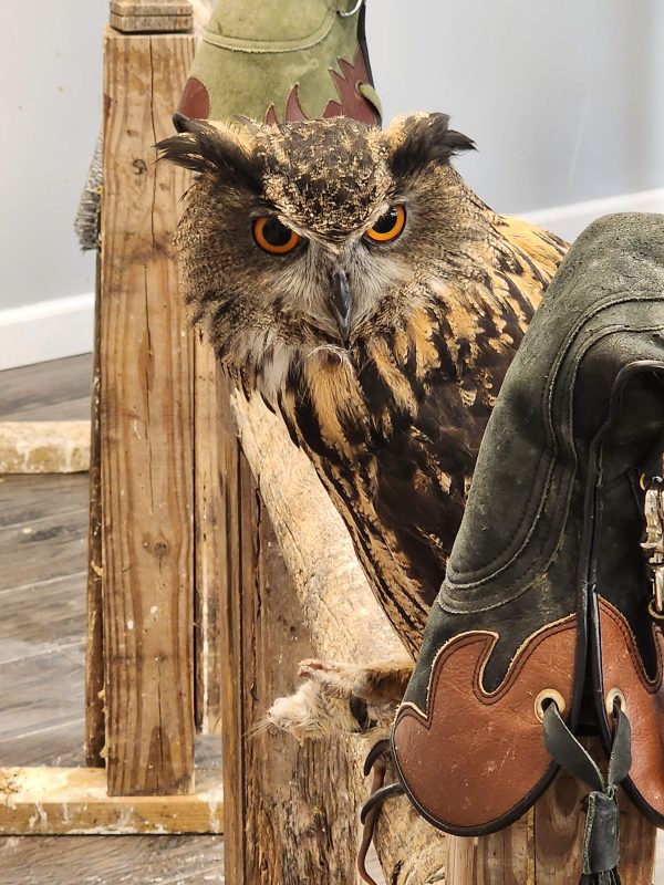 Eurasian eagle-owl with orange eyes perched on a wooden stand beside leather falconry gloves at MToxins Venom Lab