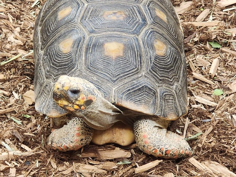 Red-footed tortoise with reddish scales on its legs walking across wood-chip bedding at MToxins Venom Lab