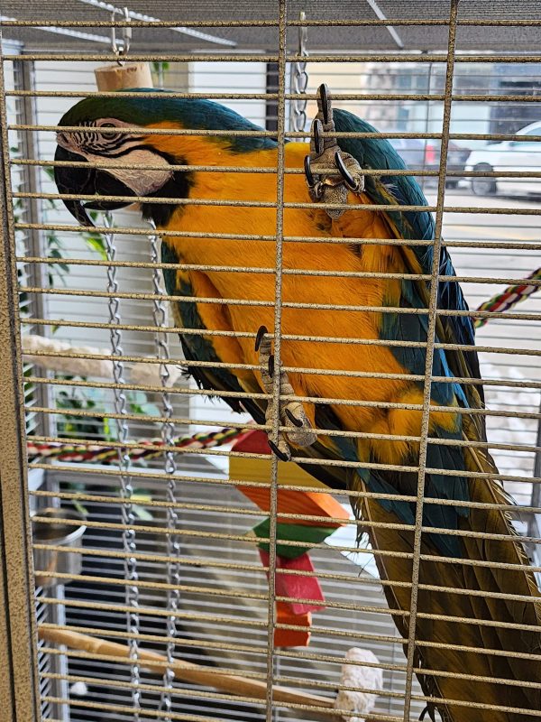 Blue-and-gold macaw climbing near a window beside colorful chew toys at MToxins Venom Lab