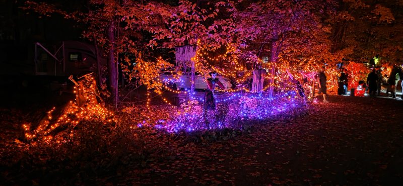 Orange and purple string lights woven through the trees and across the forest floor