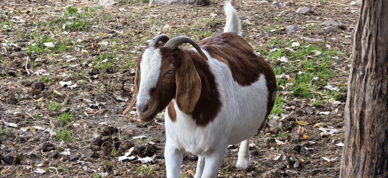 A brown-and-white goat with floppy ears and curved horns at The Little Farmer