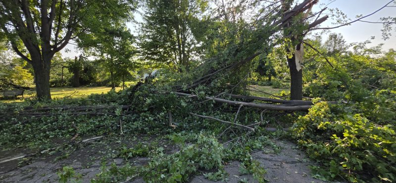 A big tree crown snapped and fallen across the path and lawn at Kimberly Point Park