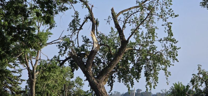 The top of a tall tree snapped off, jagged bare wood against the evening sky