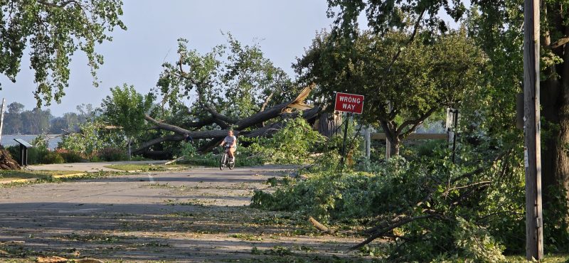 A person biking past a large tree fallen across the road at Kimberly Point Park, next to a Wrong Way sign
