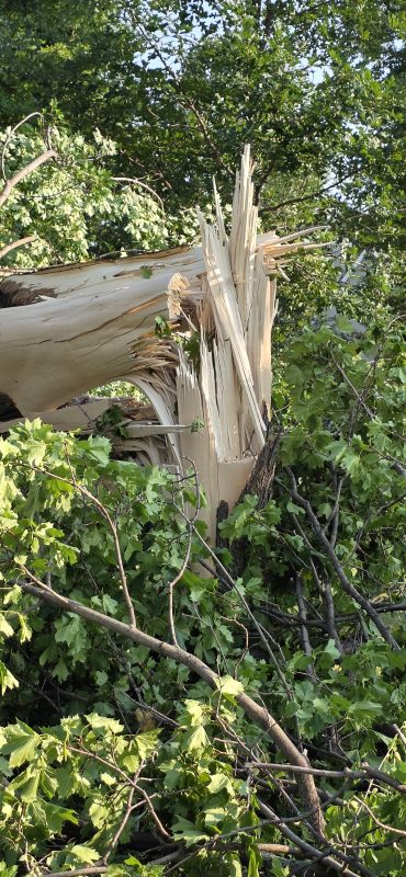 Close view of a huge tree trunk snapped and splintered into long pale shards
