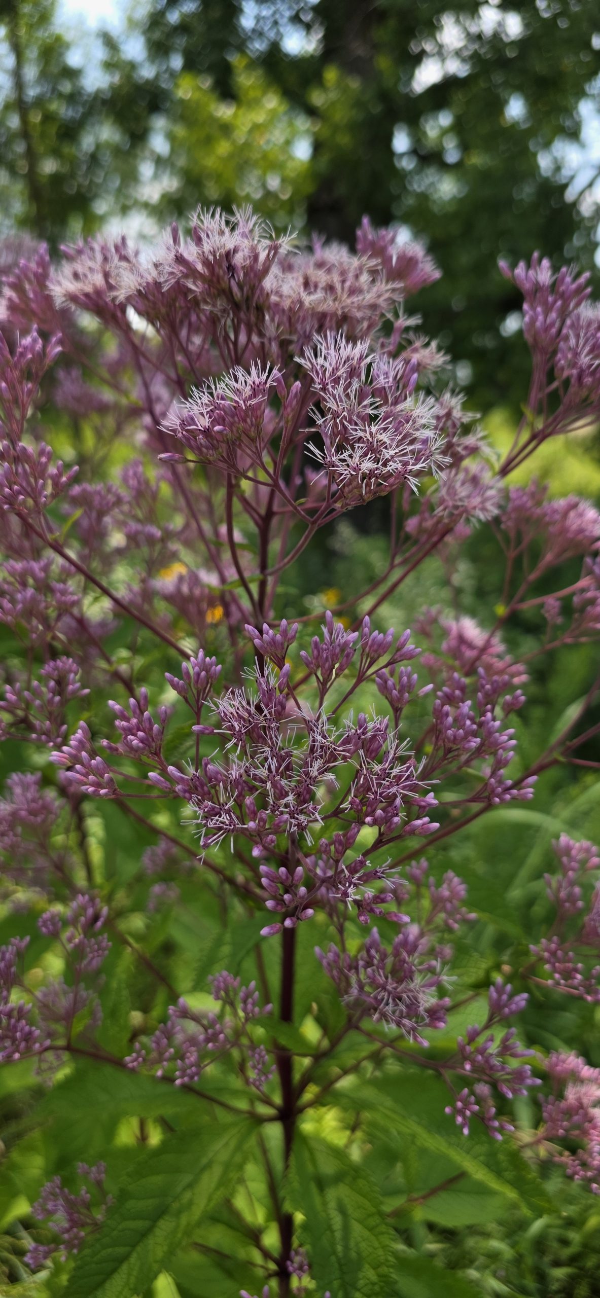 Tall Joe-Pye weed with dusty mauve-pink flower clusters and wine-red stems blooming in a wet meadow at Bubolz Nature Preserve