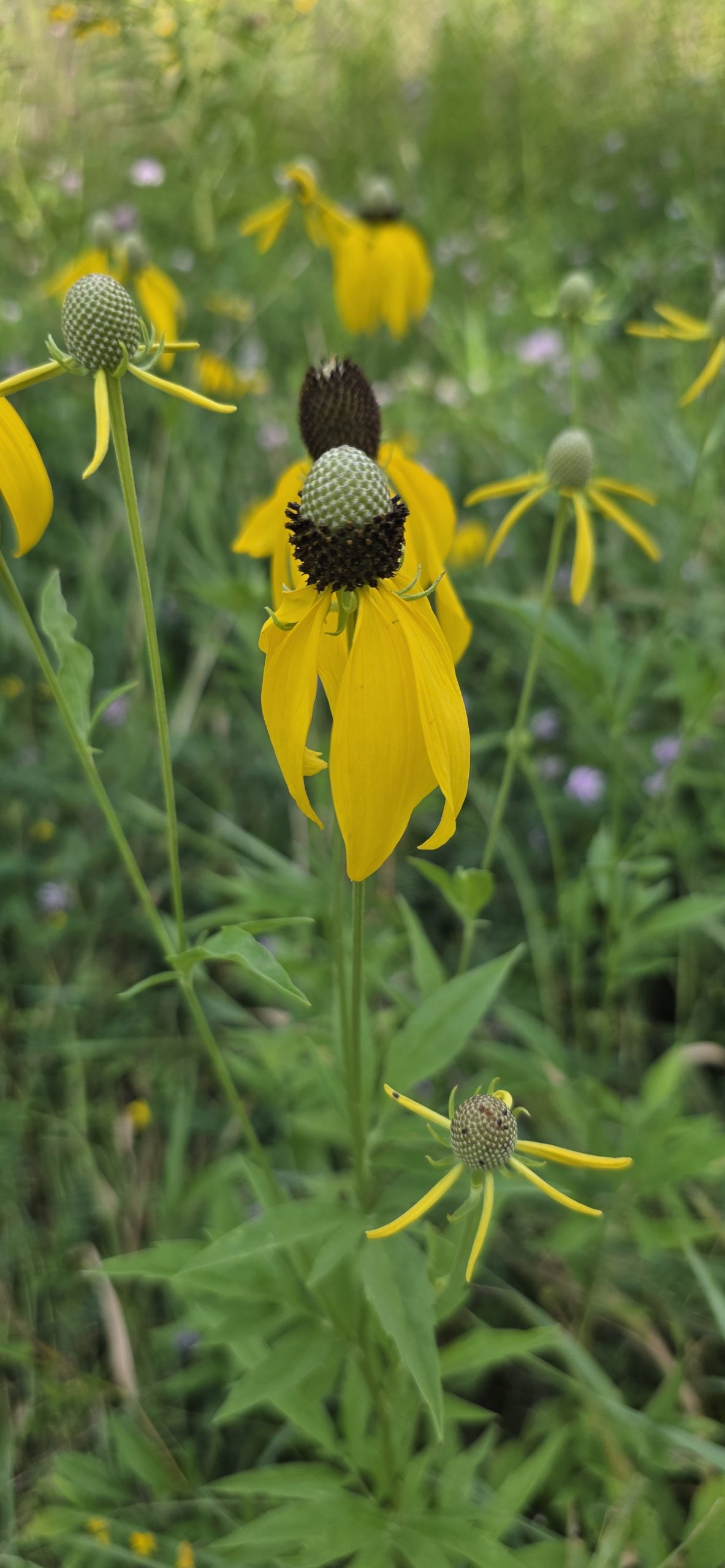 Gray-headed coneflower with drooping yellow petals and tall gray-green center cones in a prairie