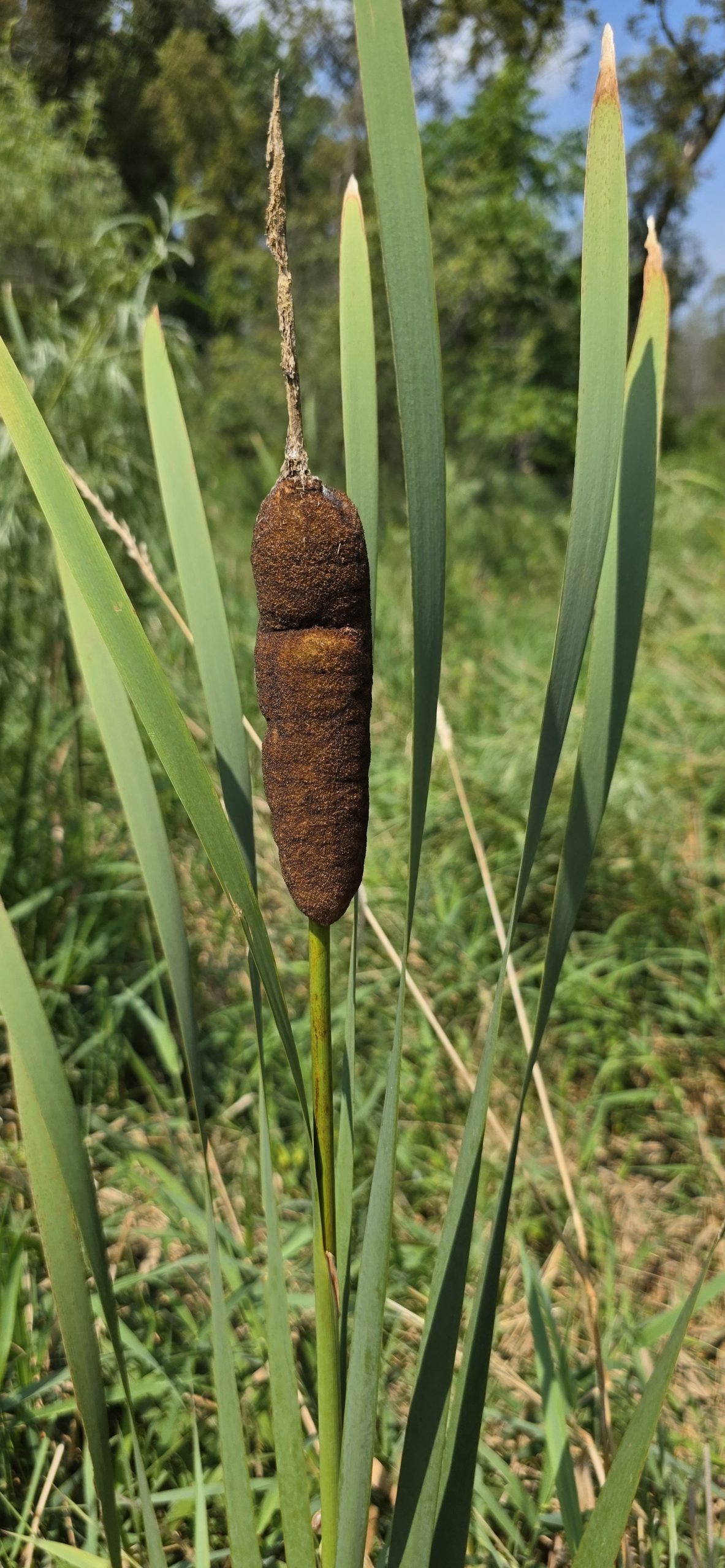 A common cattail with a fat brown seed head and long green leaves in a wetland