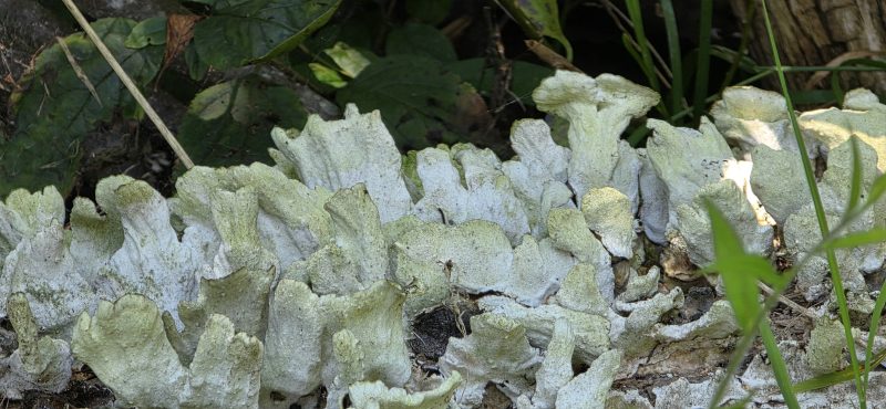 Pale gray-green ruffled foliose lichen, like small heads of cabbage, covering a fallen log on the forest floor